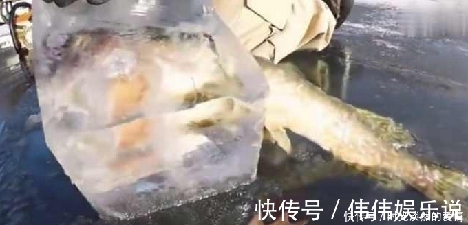钓鱼|大鱼吃小鱼瞬间被冻住 ，大鱼：哎呦，吃到一半就动不了啦！