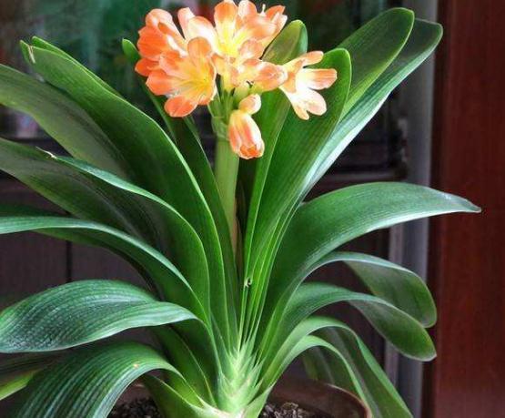 花卉|室内这“3处”别养花，不见叶、不开花，摆一盆“死”一盆