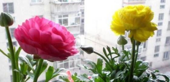 芹叶牡丹|阳台养一盆这个花,叶子像芹菜,开花像玫瑰,种一次,年年开花