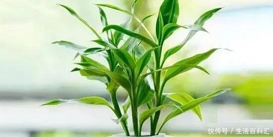 绿萝|7种爱“喝醋”的花草,浇水时加点“醋”,根壮叶绿、不怕黄叶