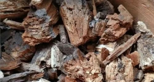 养花,盆底垫什么好,6种“材料”选1种,通透性好不烂根