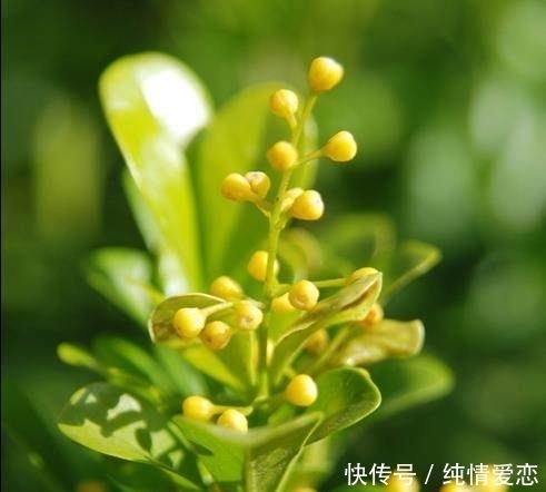 如何给米兰花剪枝这些小方法要知道!