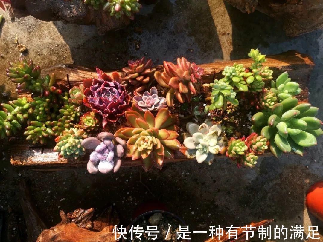 四川大哥养多肉,创意无极限,生活巴适得很!