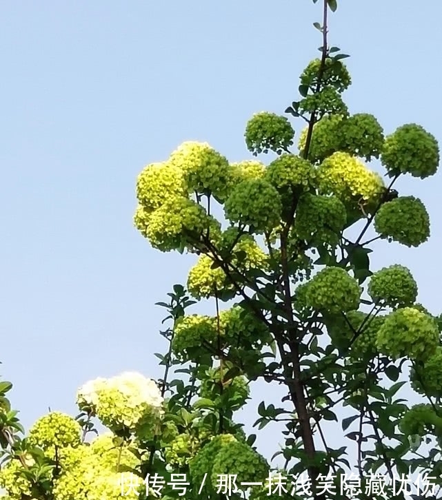 天女春日乘风到,满树玲玲花如玉