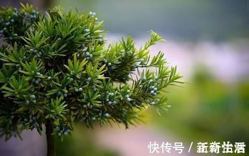 古树|受人追捧的罗汉松,一树难求,价格昂贵是一方面,主要是珍贵稀少