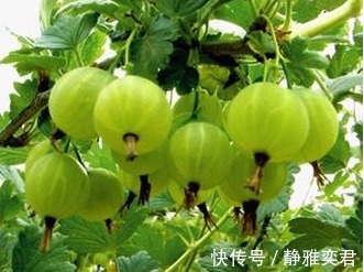 益气|以下几种野果功效强大,补血益气,降三高,还能保护心血管