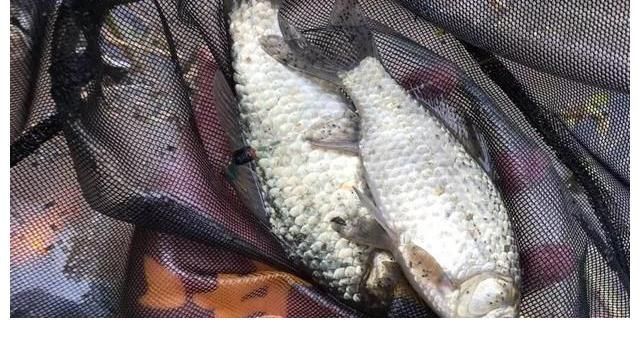 钓鱼|新手如何快速钓到鱼?讲几句实话,保证比你烧钱买装备有用!