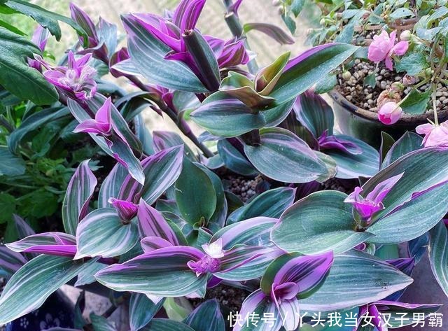 又一网红植物翻车,价格从一盆30到9.9,目测还能再低点!