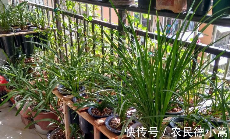喷洒|兰花叶片上有灰尘,怎么清洗比较好?内行人:方法还真不少