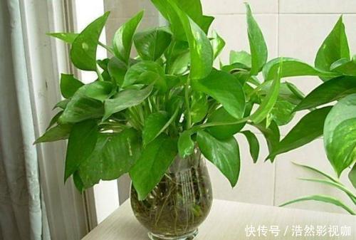 白掌|农村这三种“吸毒花”,被称作“天然空气净化器”,你肯定不知道