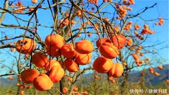  石榴树|俗语“门前有三树，家兴富三代”，是哪三种树农村其实很常见