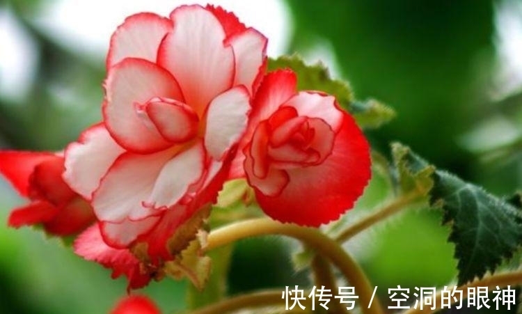 重瓣凤仙花|几款艳丽的花卉，漂亮又好闻，花姿妖娆，四季繁花似锦