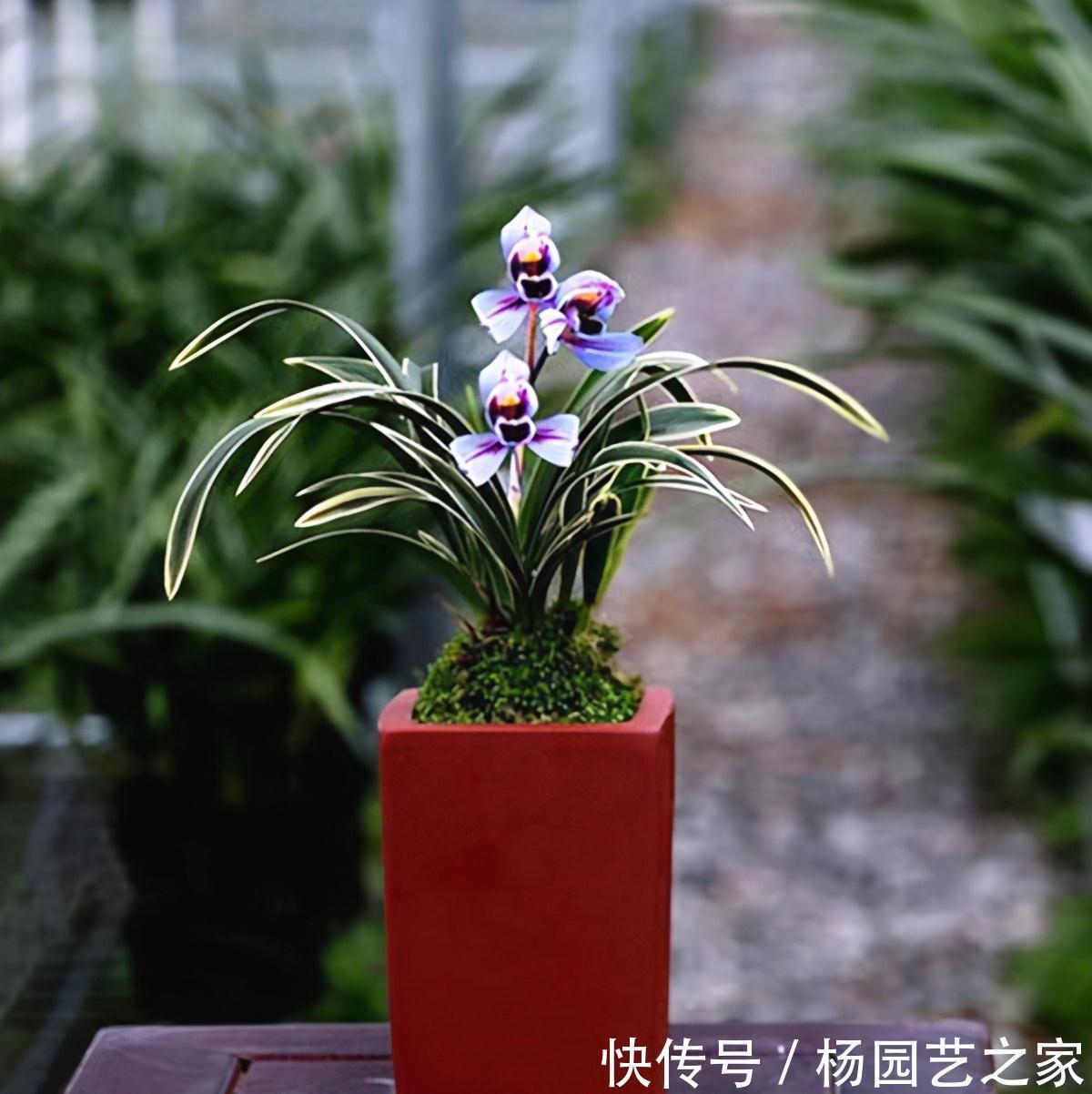 被誉为是香花之王的紫月荷,花色高贵,兰香醇正,适合新手