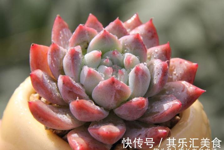 多肉浸盆有什么好处?忘在水里泡一晚上会不会挂掉?要怎么处理?