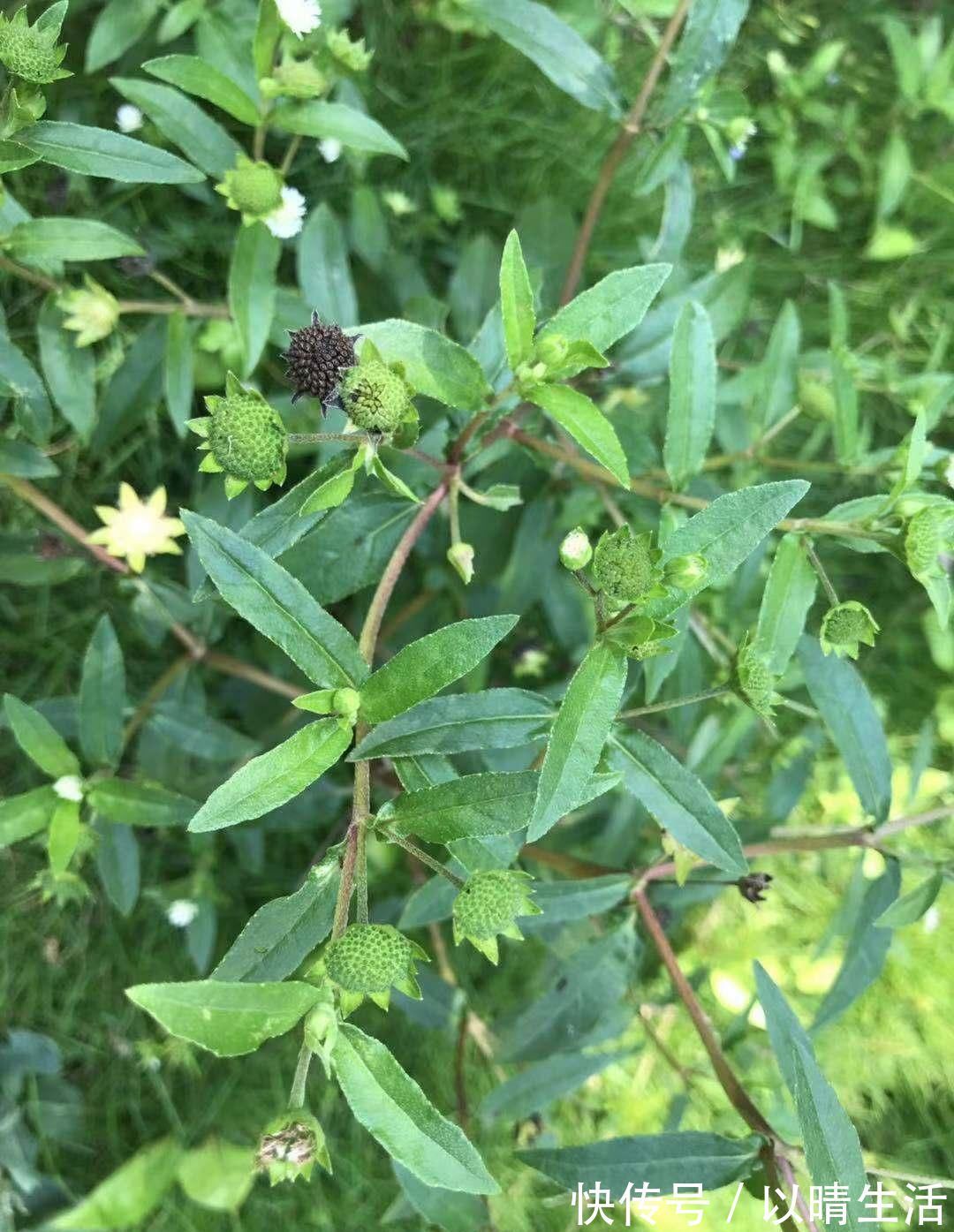 肝肾|这种“一肚子学问”的草药,长于滋补肝肾,还能凉血止血