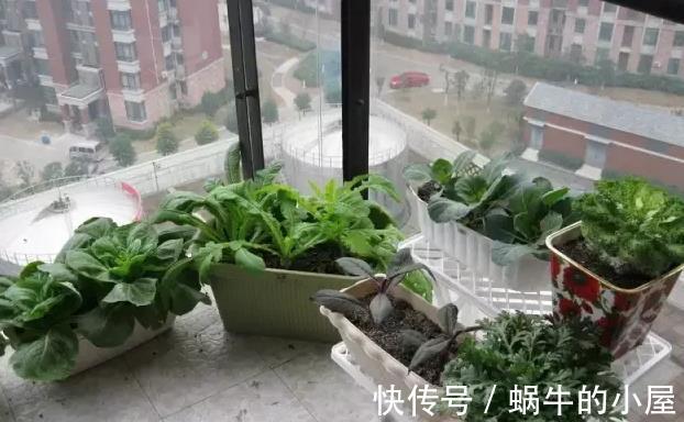 蔬菜|阳台种菜的技巧，看我家阳台的菜，都不用去菜市场了