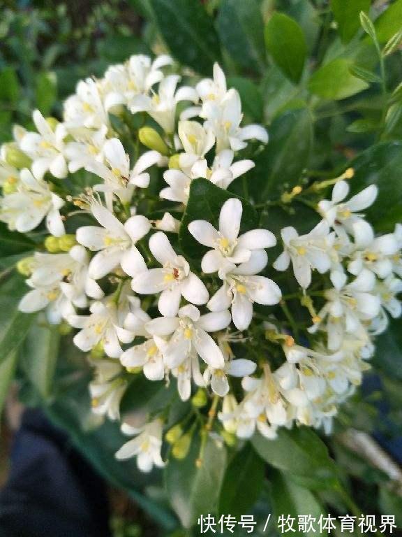 叶子|九里香开花,香飘十里,叶子却掉了一地,到底为啥?