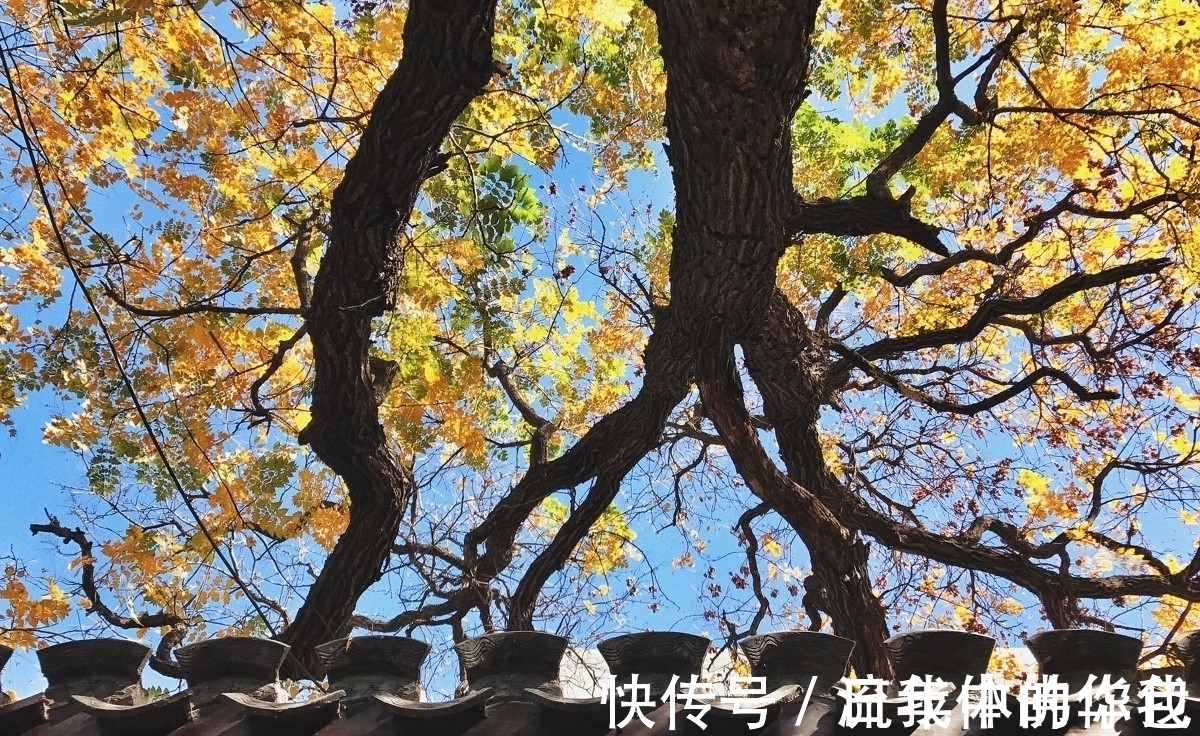 刘丽娟$七律,醉秋五首丨盈盈秋水念秋名,不负秋生这段情