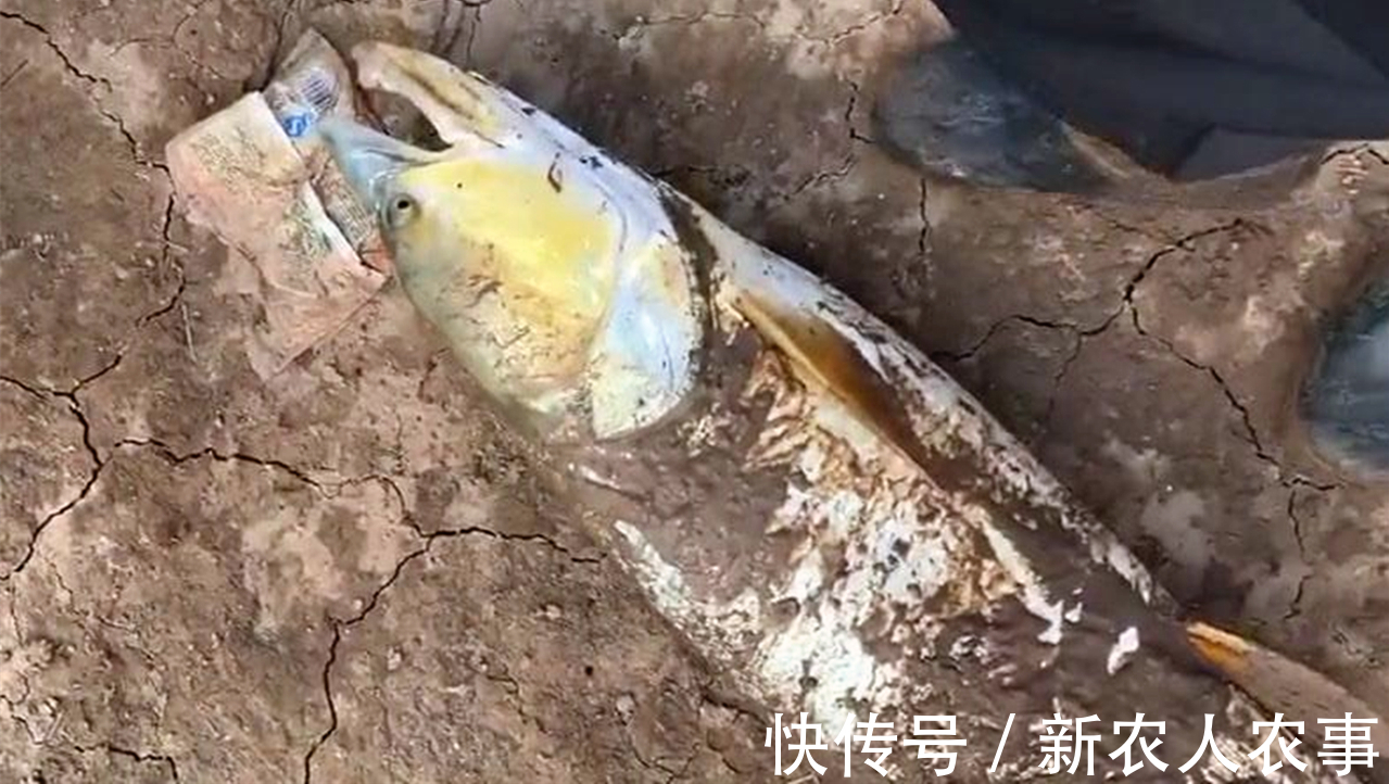 湖南一男子小河道里野钓,意外收获巨型“铜头鱼”,钓鱼人:罕见