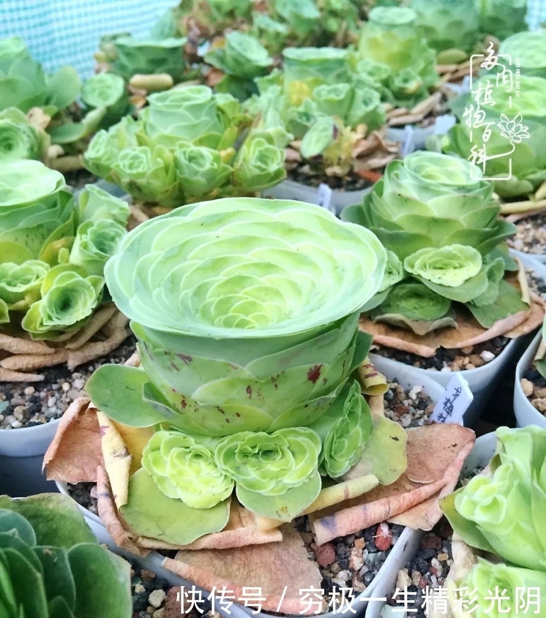 山地玫瑰的那些事儿关于养护过程中遇到的灵魂18问