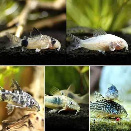 鼠年养鼠鱼 别急 先来学习一下基础知识吧 快资讯