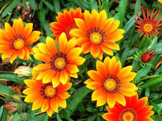 喜欢玫瑰,不妨试试“高端玫瑰”女人香气,丰腴婀娜,花色艳丽