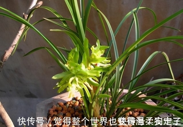 花色|喜欢兰花的,这个品种要入一盆,香气浓烈醇正,被誉为香花之王