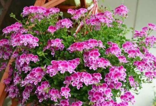 种花|开花最勤的3种花，一年开花多次，花色美丽，值得入手
