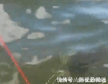 鲤鱼|煮熟的红薯做饵，气球为浮漂，放到大河中，钓获大鲤鱼，成本真低