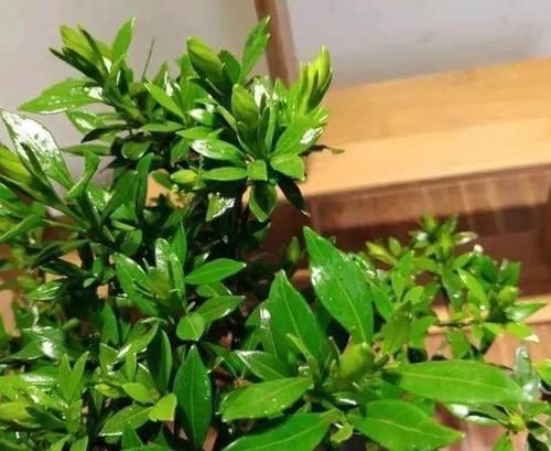  植物|学会制作、使用水果皮酵素养花，什么植物都能养得特别好