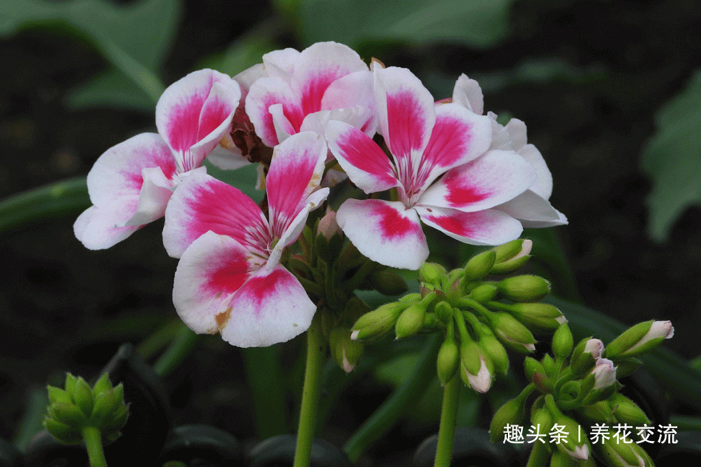 枝条|夏天容易养烂根的天竺葵,在秋天特好养,剪几段枝条插土里就生根