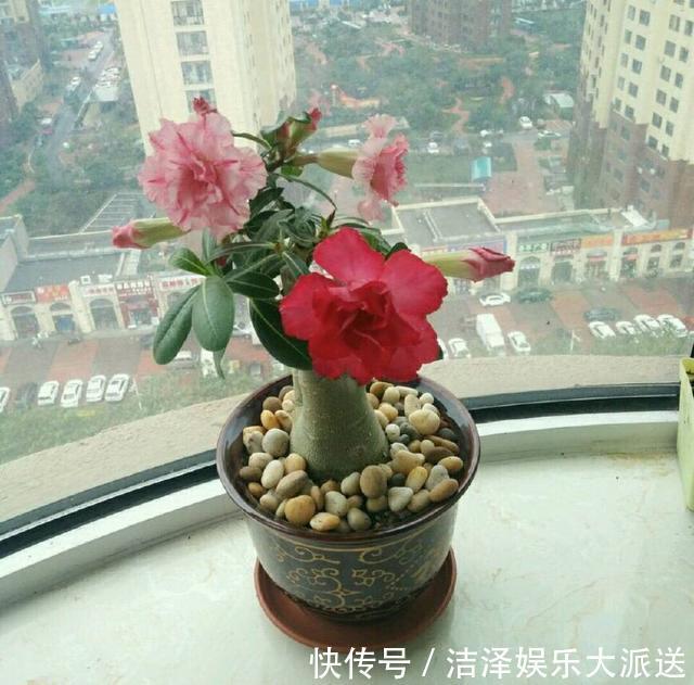 沙漠玫瑰|养沙漠玫瑰，有4个技巧，枝干饱满，花繁叶茂，开花一年比一年多