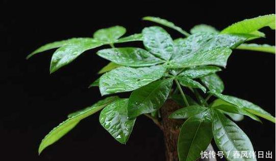 发财树叶子无光不油亮?三个小方法一天就能绿动起来
