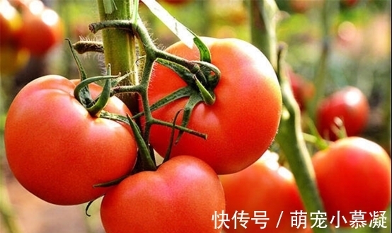 催熟|卖了20年菜的三婶透露:这4种常见的激素蔬菜要牢记,别买错了