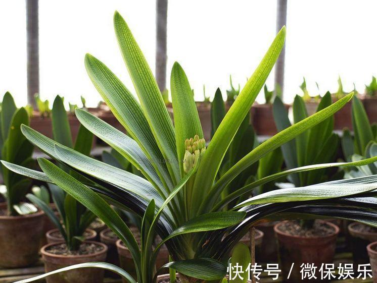君子兰不砍头也能爆仔,浇点营养水,叶子油绿有精神!