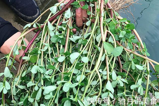 凉拌|夏季野外随便挖，农民却有妙用，南北方都爱吃，城市只卖3元一斤