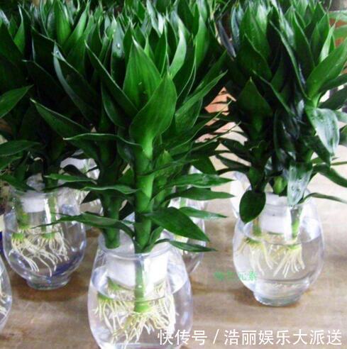 “5种花”养一盆在家，旺人又旺财，一开就是300多天，好养、漂亮