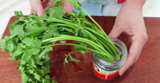 根部|保存香菜，最忌直接放冰箱教你饭店方法，半年还新鲜，不黄不坏