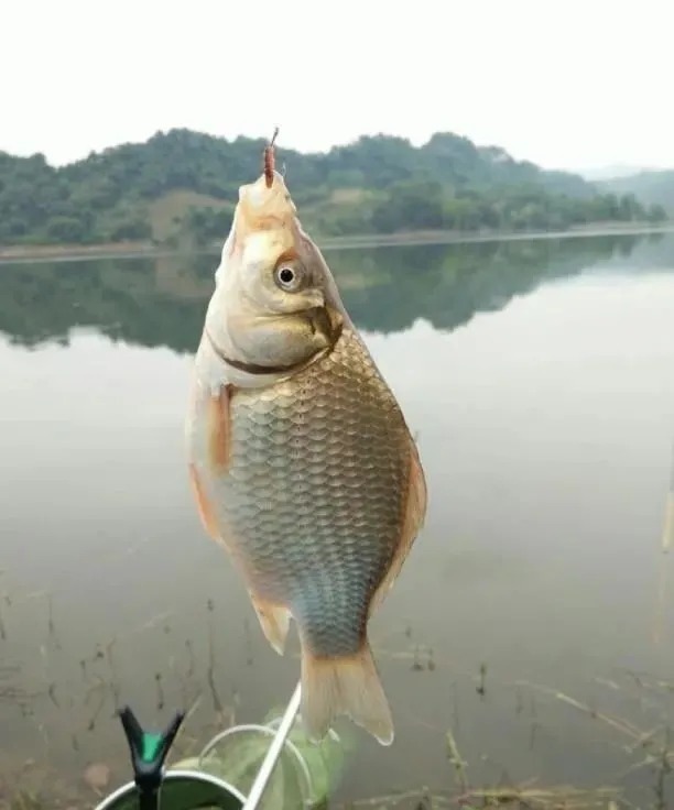用蚯蚓作钓时,露钩尖好还是不露钩尖好?垂钓大师一语道破!