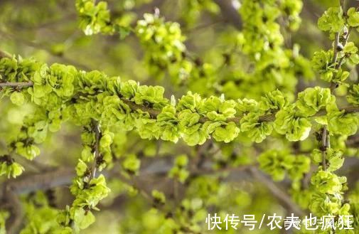 木槿花|8种长在树上的野菜，构树花、核桃花、榆钱、槐花，你吃过几种?