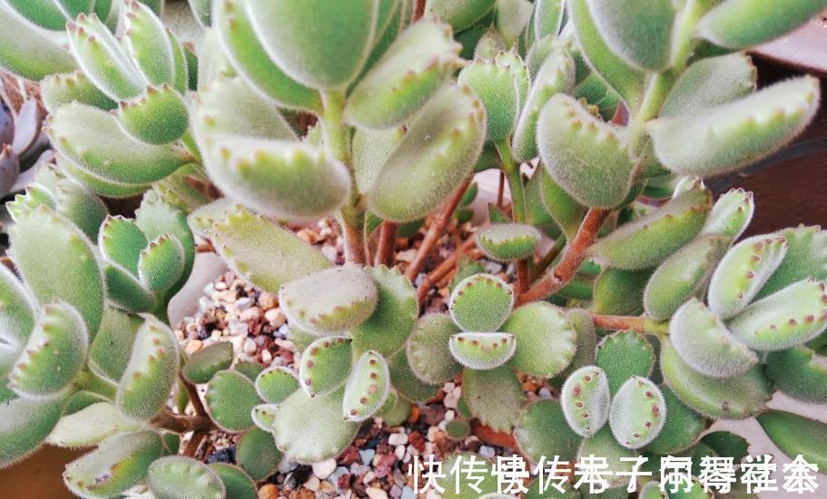 多肉植物熊童子没精神 早点检查下这3地方 可能马上找到元凶 粉紫色