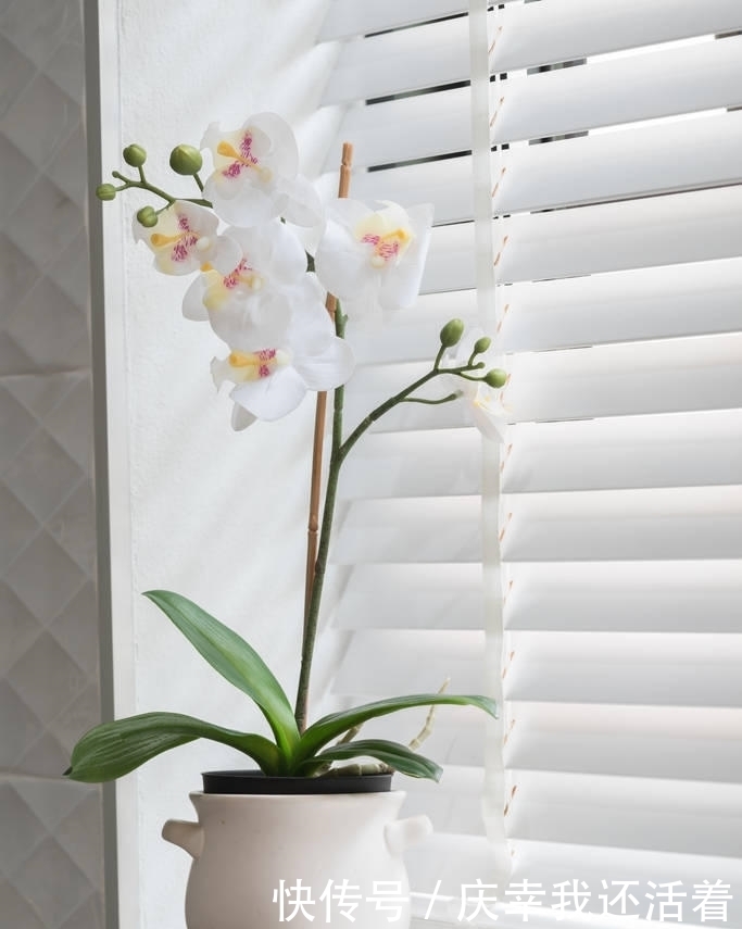 媳妇儿,你把卫生间都种成了花园,人家都不好意思在里面蹲坑了!