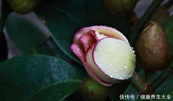 人称“天下第一香”!家里养一盆,芳香四溢精神好!