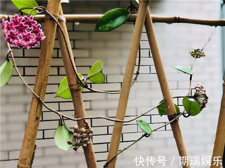 比绿萝还耐阴的花,养1盆能爬上房顶,开花比香水还香!