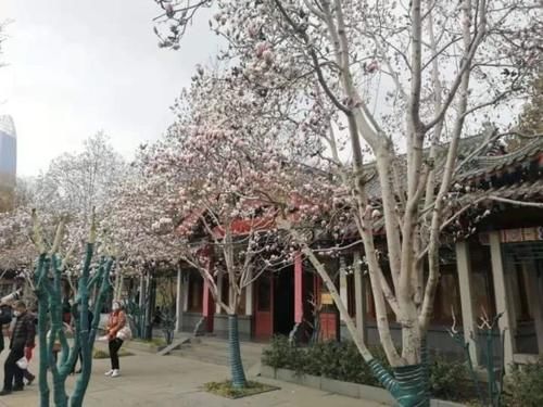 珠珠|花期正好!趵突泉畔的玉兰蜡梅绽放啦!喜气洋洋迎新春!