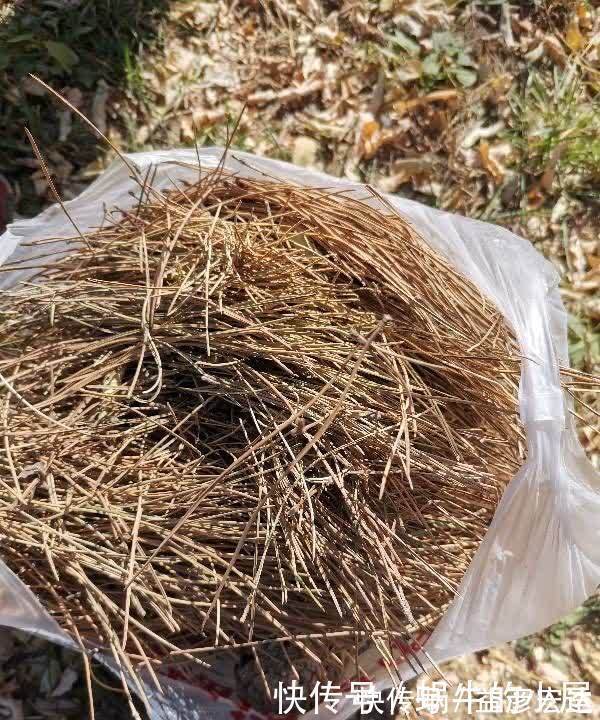 旺盛|松针怎么养花？有3种方法，盆土更肥沃了，花草旺盛