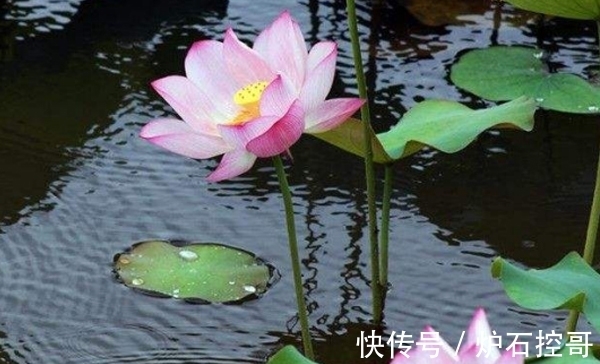 理学家$杨万里在池边写下一首诗,惊艳了后世近千年,乃课本中必背的名篇