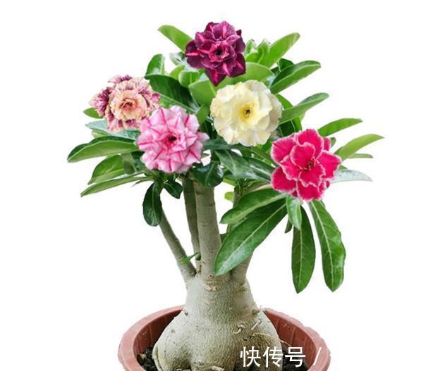 家里养这六种花,干一点越长越好,浇水多就容易烂