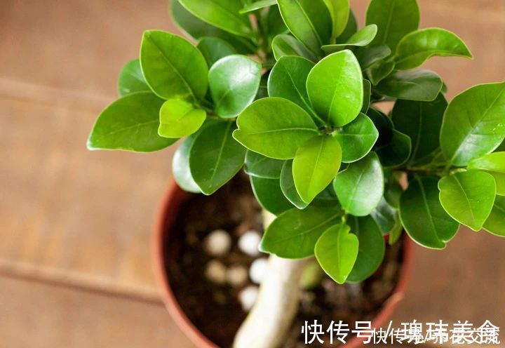 特别适合养成盆景的人参榕，那块状根太“奇葩”，原来是嫁接的