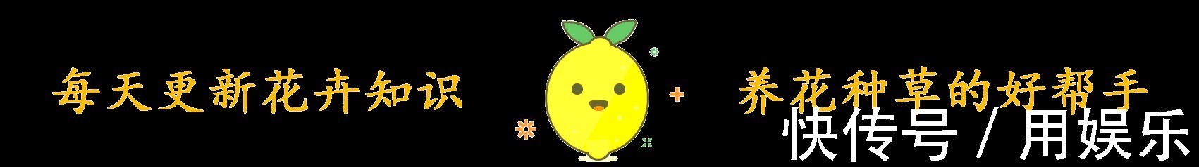 gt|看一眼就入“多肉坑”,这10种高人气多肉,外表太可爱了!